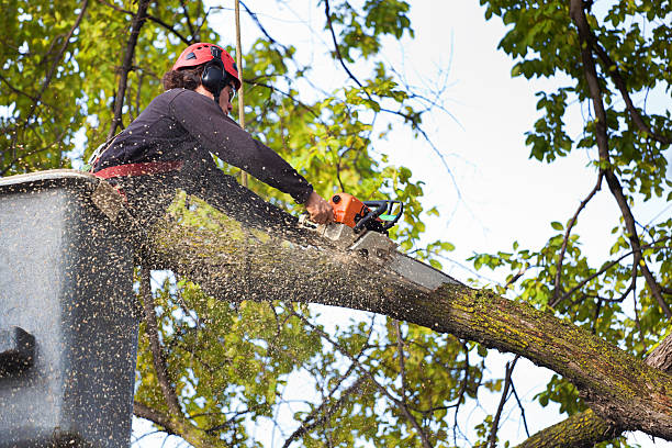 How Our Tree Care Process Works  in  Perry, LA